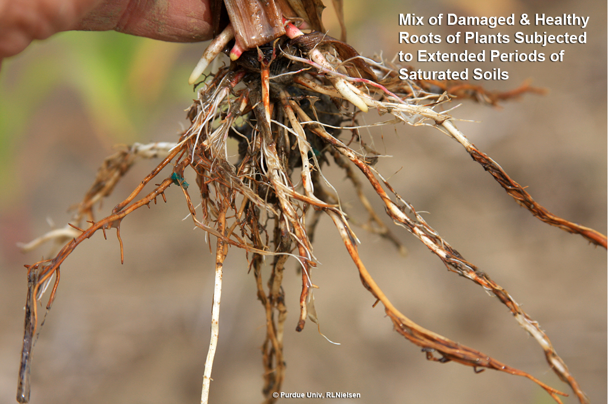 Fig. 2. Roots damaged by saturated soils. Acceptable plant recovery not likely.