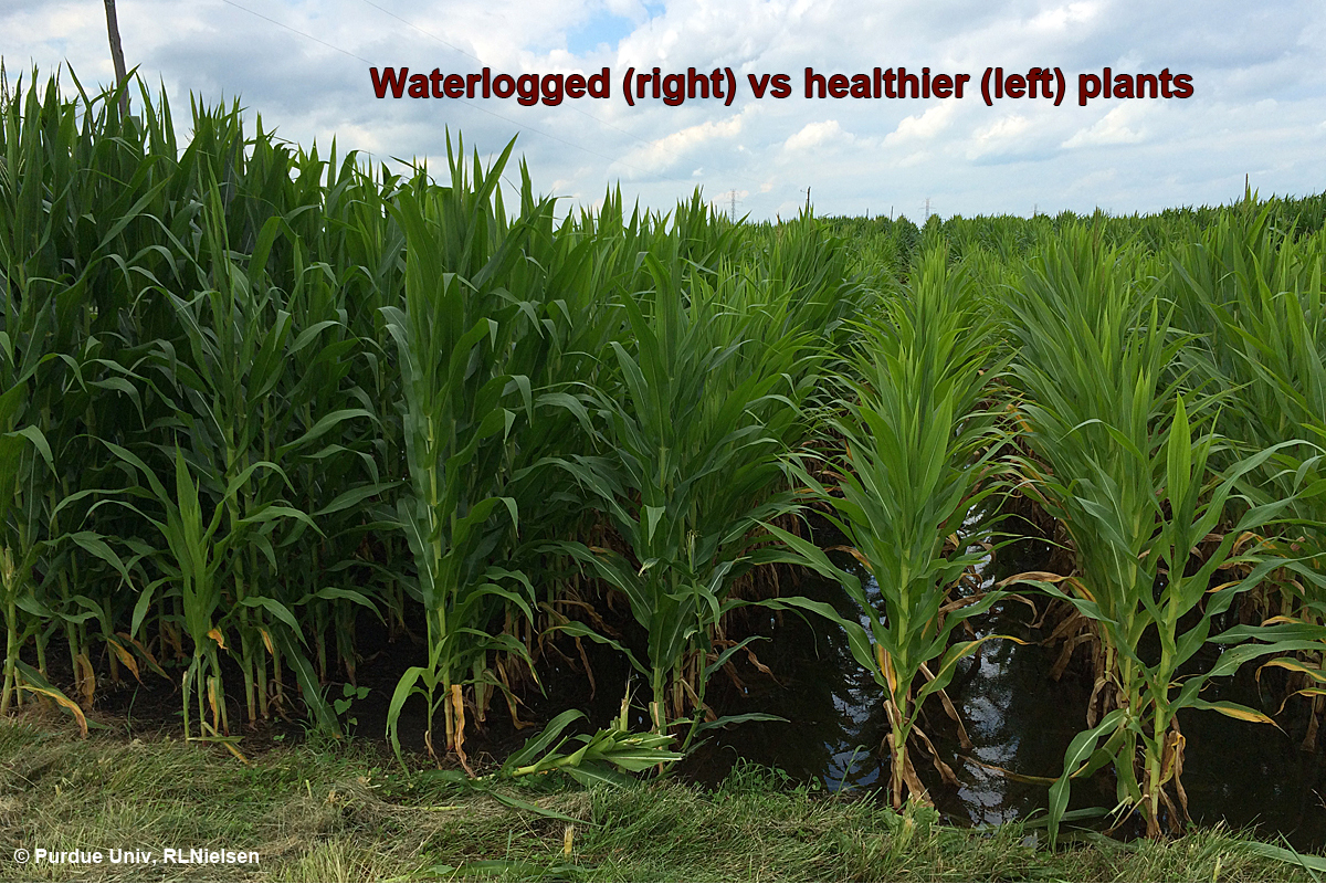 Waterlogged (right) vs healthier (left) plants.