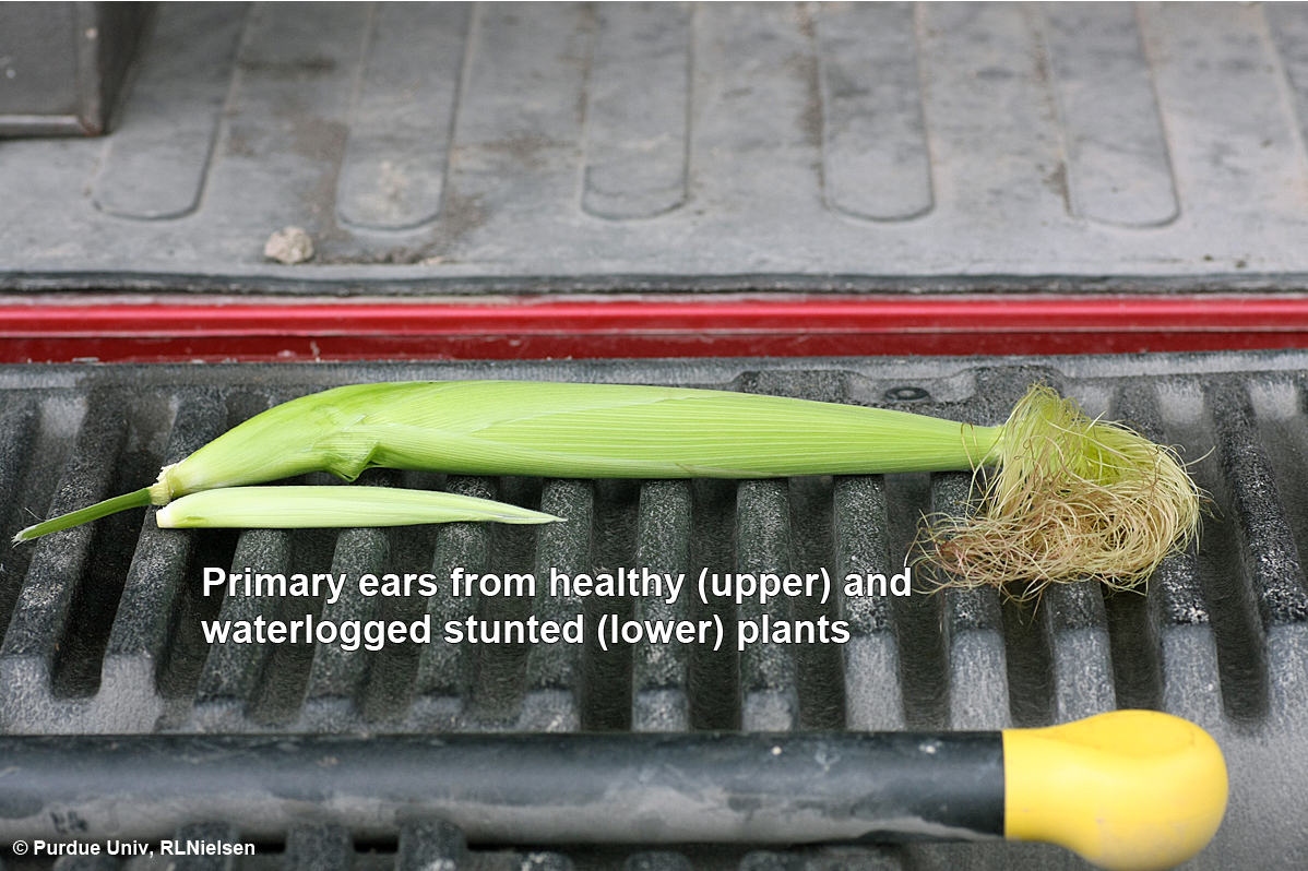 Primary ears from healthy (upper) and waterlogged stunted (lower) plants.