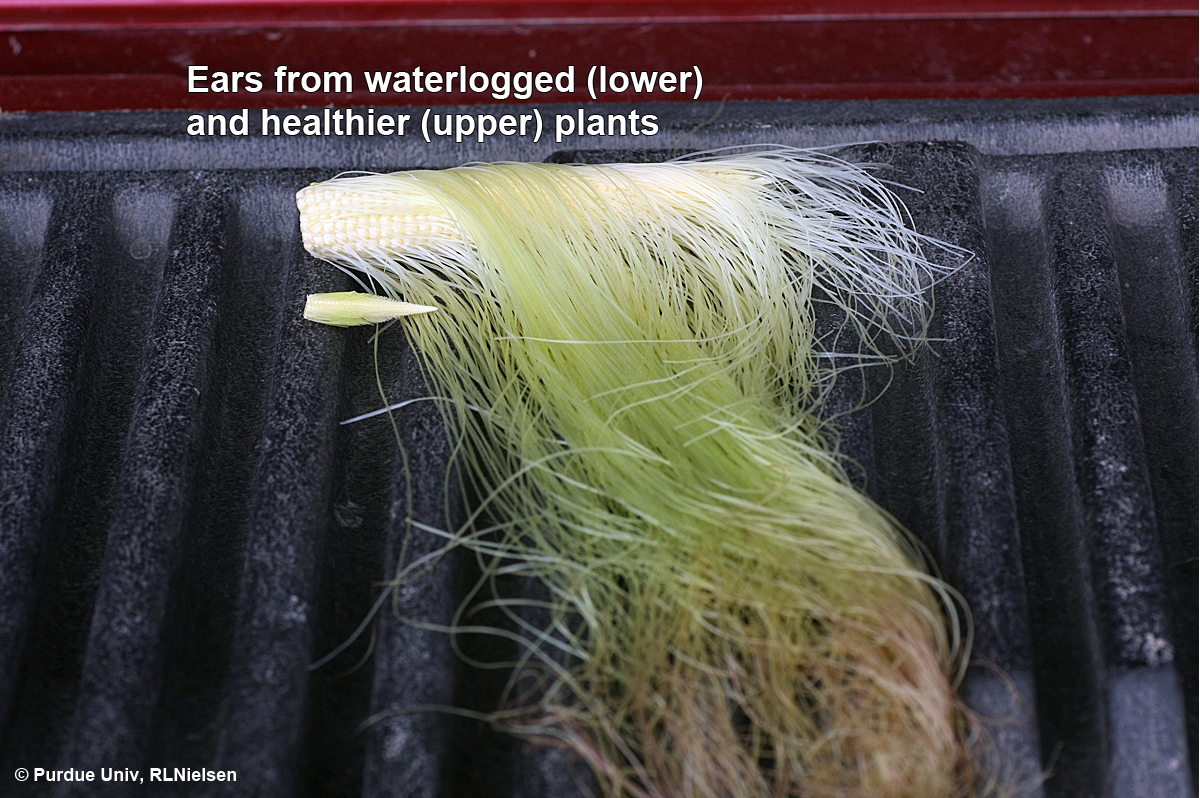>Ears from waterlogged (lower) and healthier (upper) plants.