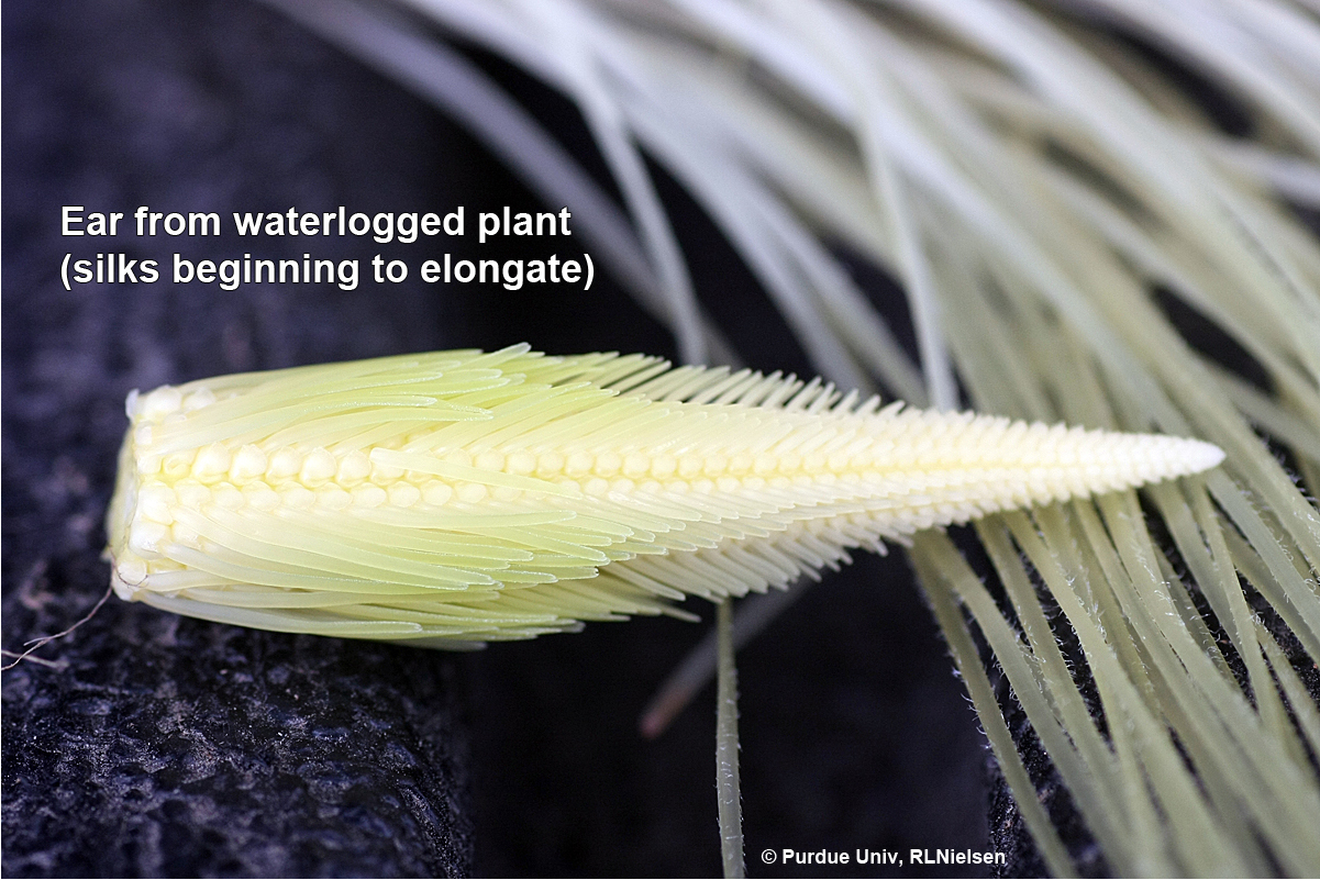 Ear from waterlogged plant (silks beginning to elongate).