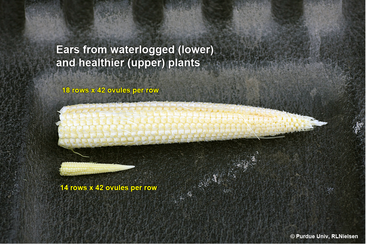 Ears from waterlogged (lower) and healthier (upper) plants.