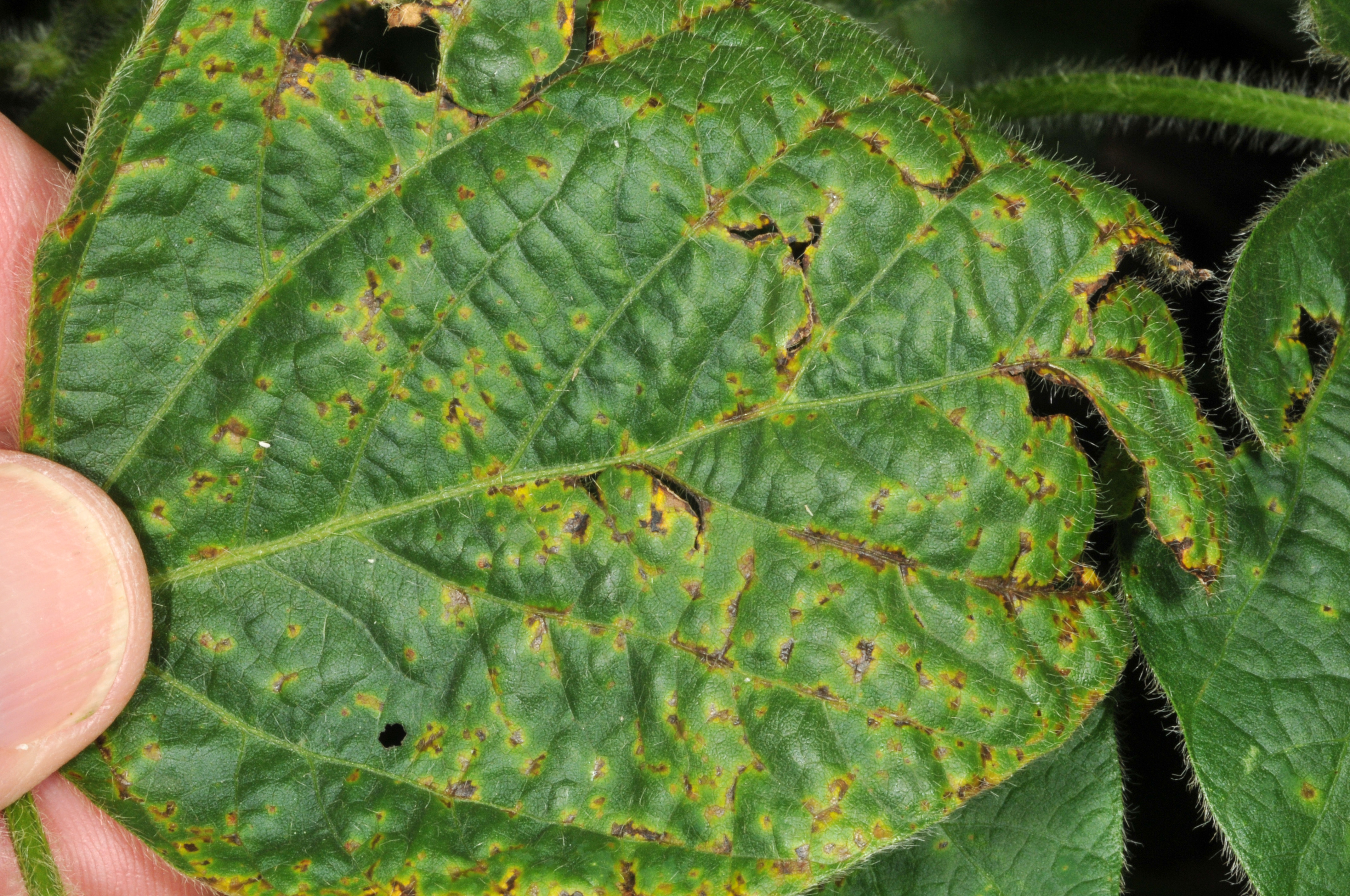 Figure 1. Angular lesions with a yellow halo and tattered leaves in the upper canopy are symptomatic of bacterial blight. (Picture courtesy Corey Gerber).