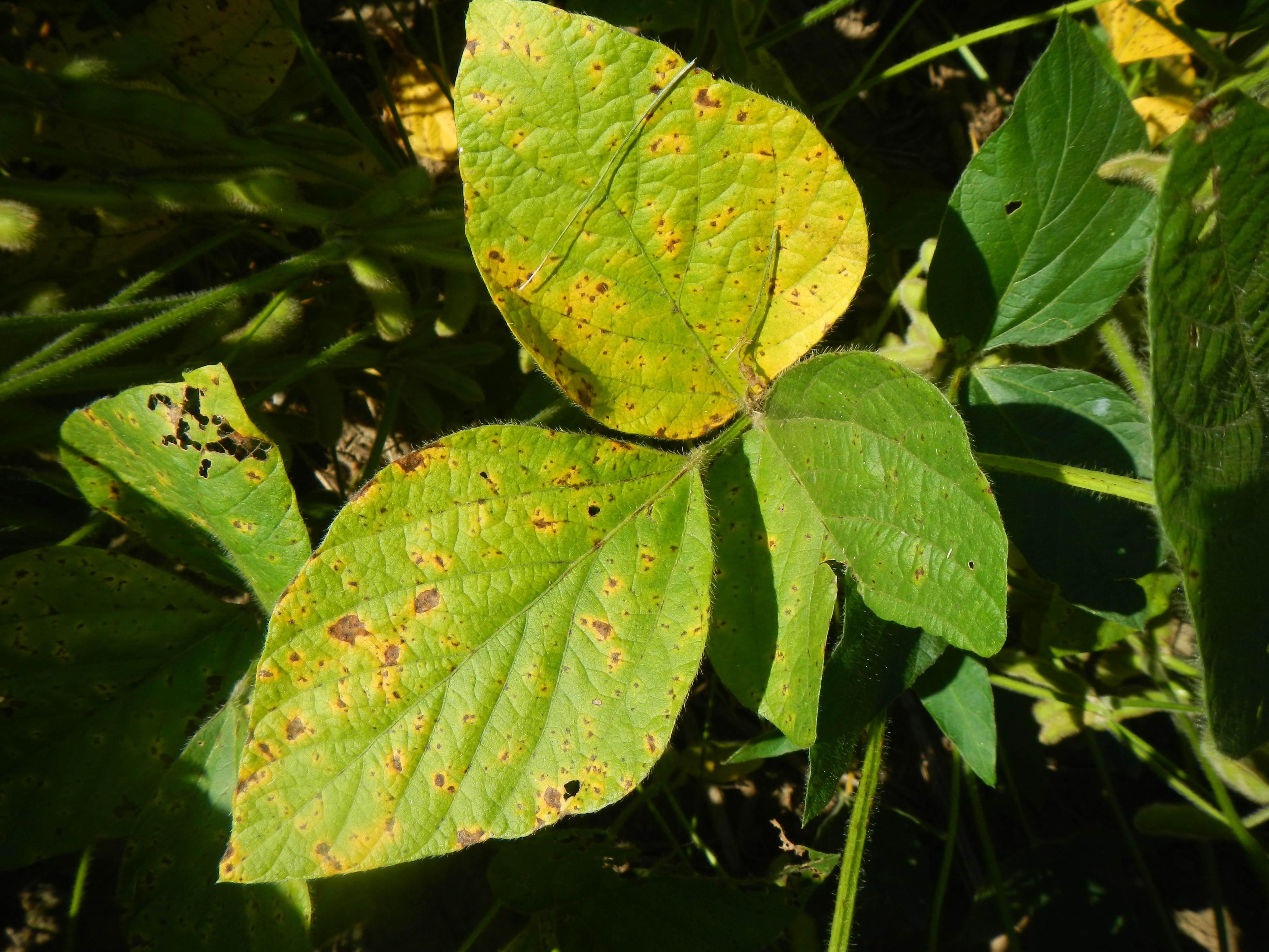 >Figure 3. Late symptoms of brown spot on soybean.
