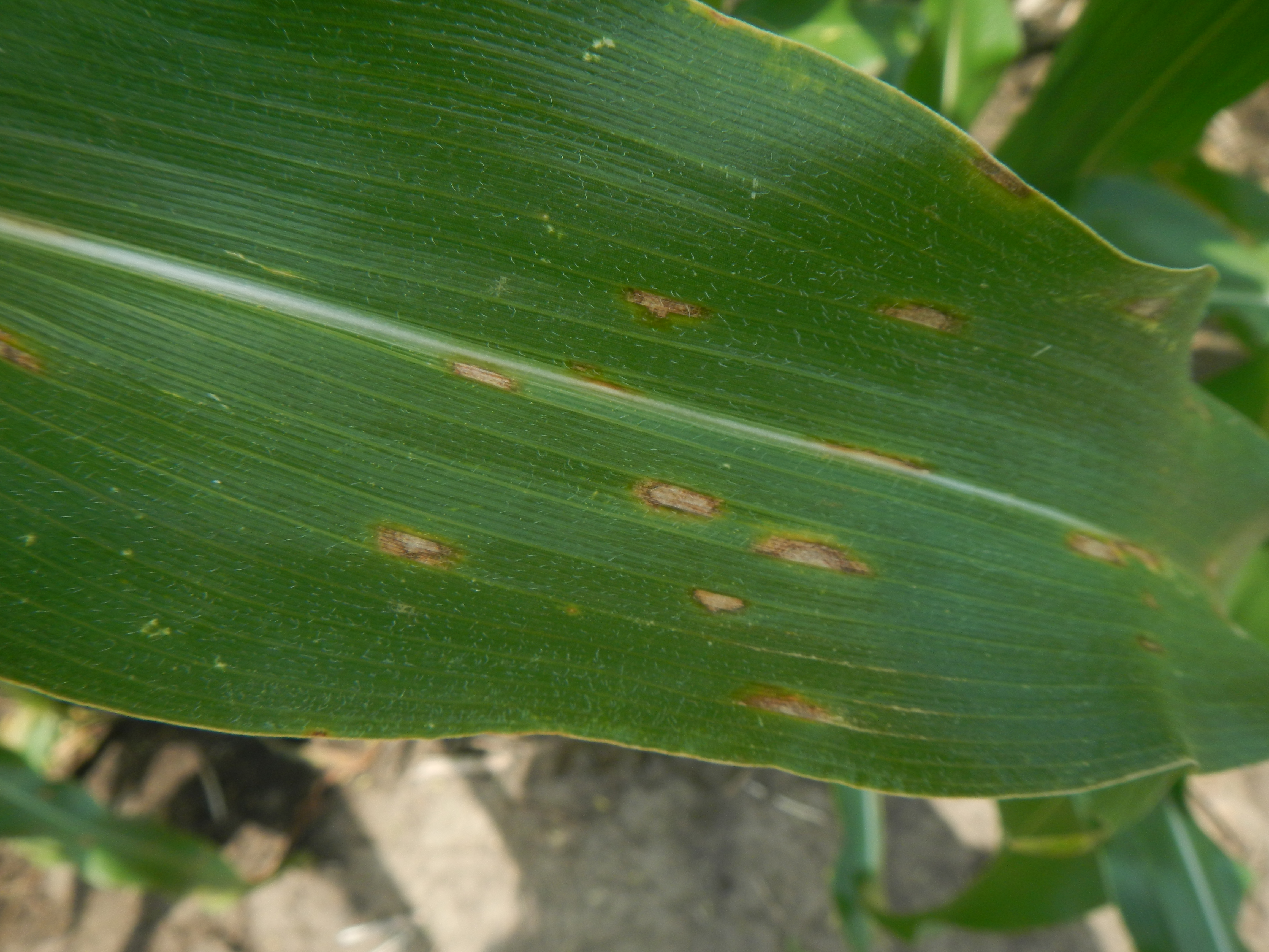 >Figure 1. Gray leaf spot on corn.