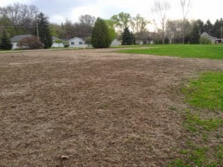 Home lawn in Nobel county showing extensive damage from European chafer grubs