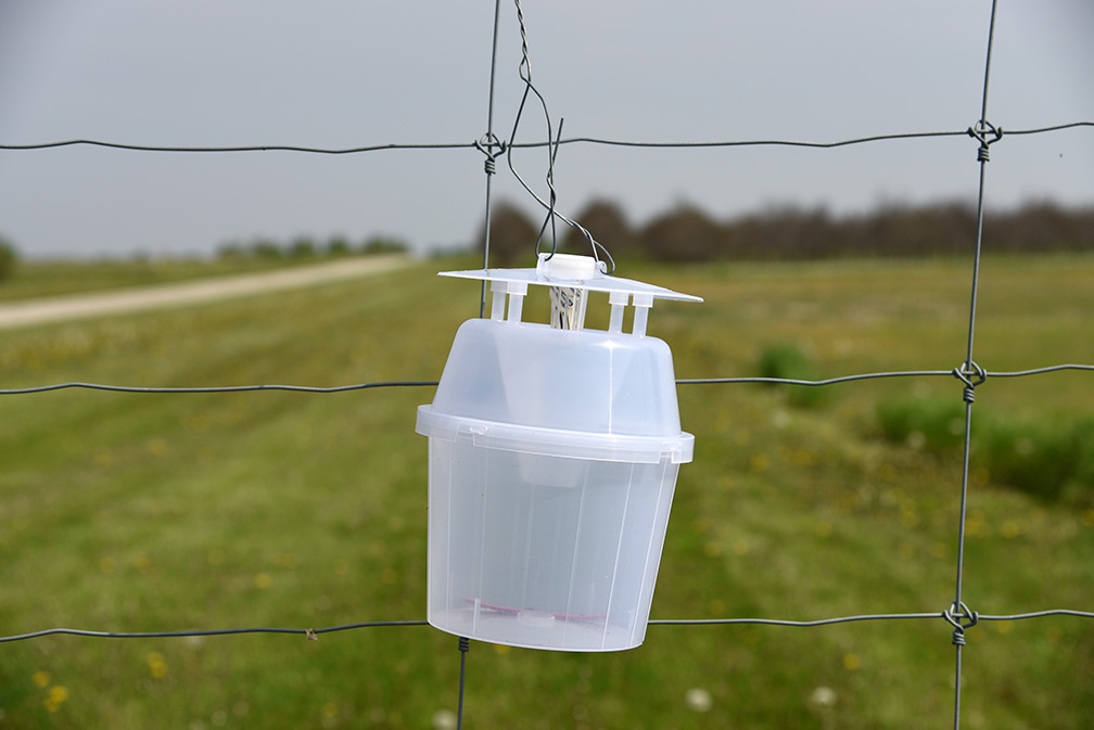 Bucket trap = 0 armyworm moths.
