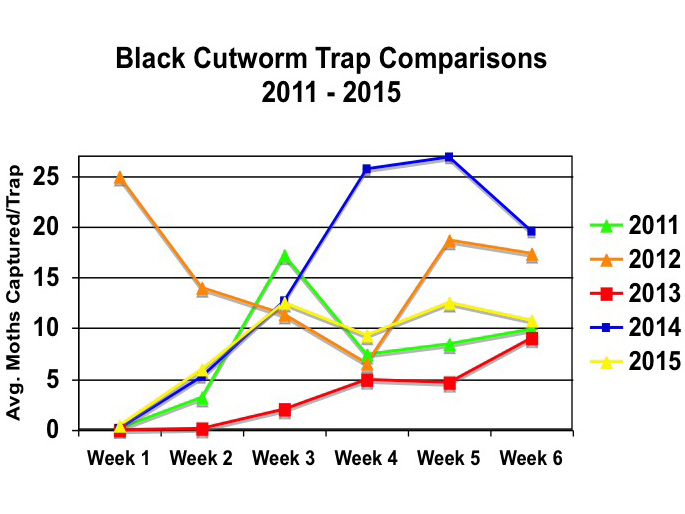 Black cutworm moth trap comparisons 2011-2015.