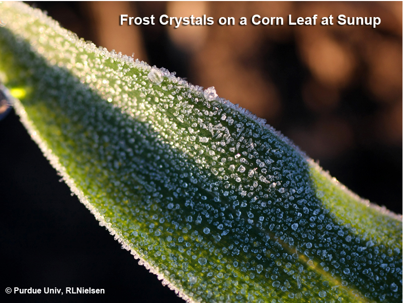 Frost crystals on a corn leaf at sunup