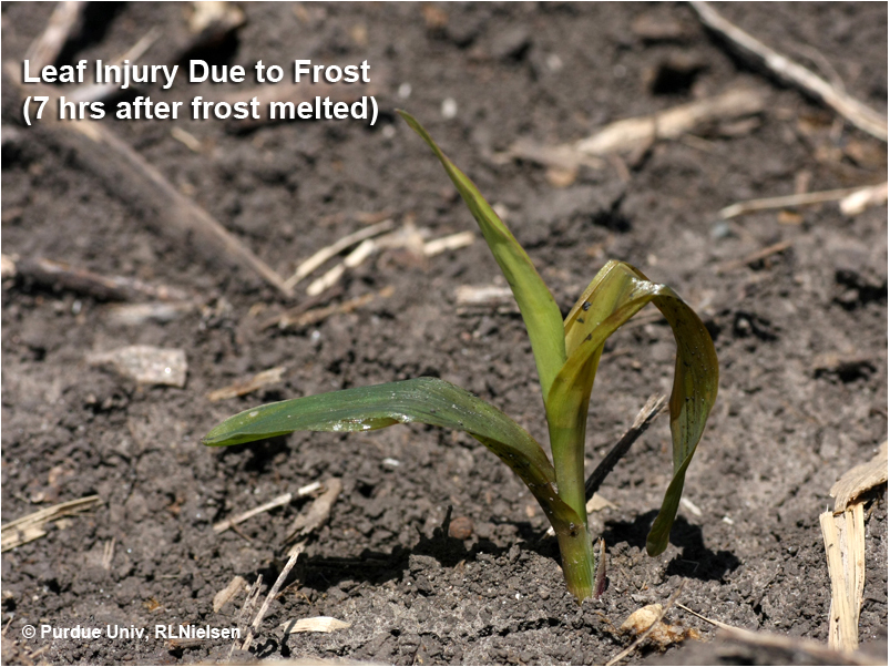 Leaf injury due to frost 7 hrs after frost melted.