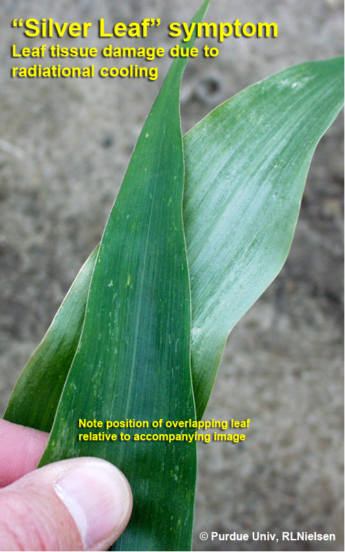 Silver leaf symptom, leaf tissue damage due to radiational cooling.
