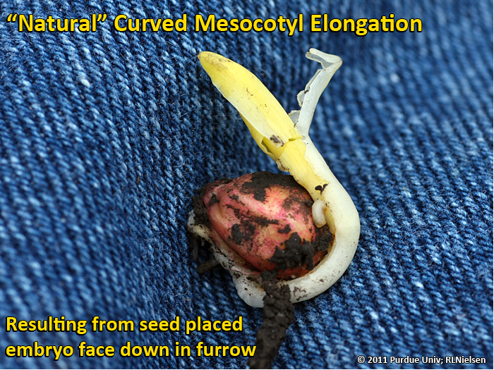 Natural curved mesocotyl elongation resulting from see placed embryo face down in furrow. 