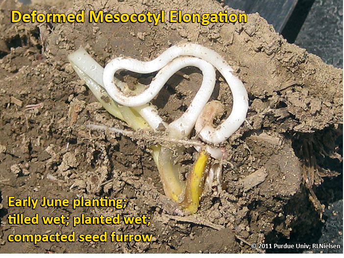 Deformed mesocotyl elongation early June planting; tilled wet; planted wet; compacte seed furrow.