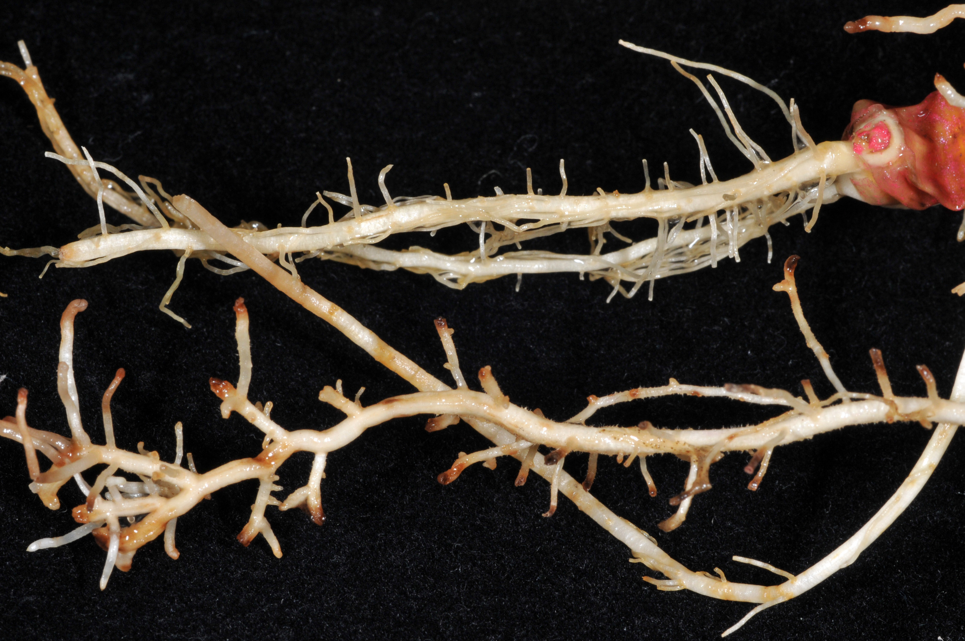 Close-up comparison of healthy (above) and needle nematode damaged (below) corn seedling roots.