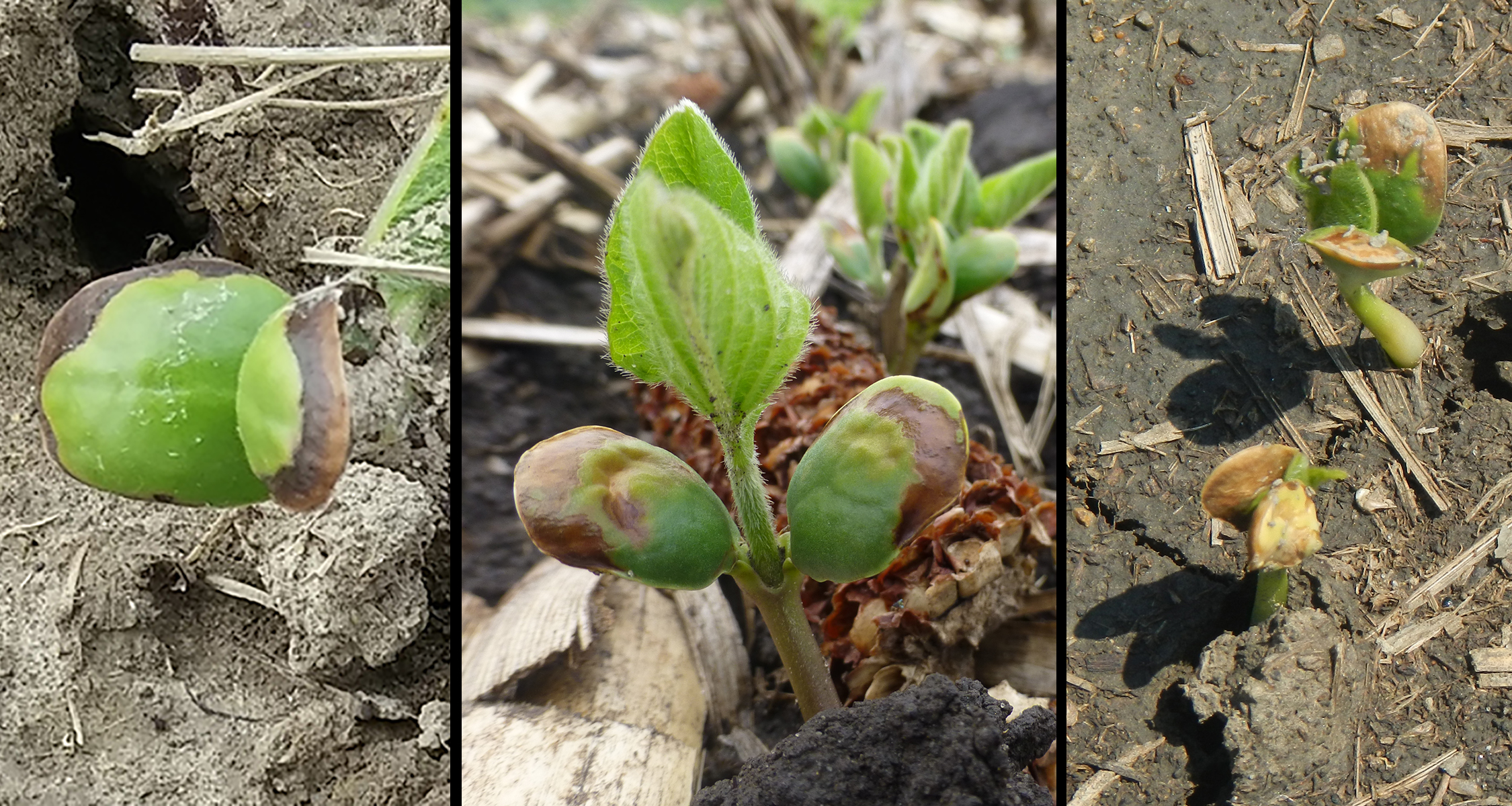 The fungicide fluopyram can cause cotyledons to turn yellow or brown. The soybeans in these images were <u>not</u> treated with a pre-emergence herbicide. Cool, wet conditions can increase the likelihood of seeing this “halo effect” from the fungicide seed treatment.