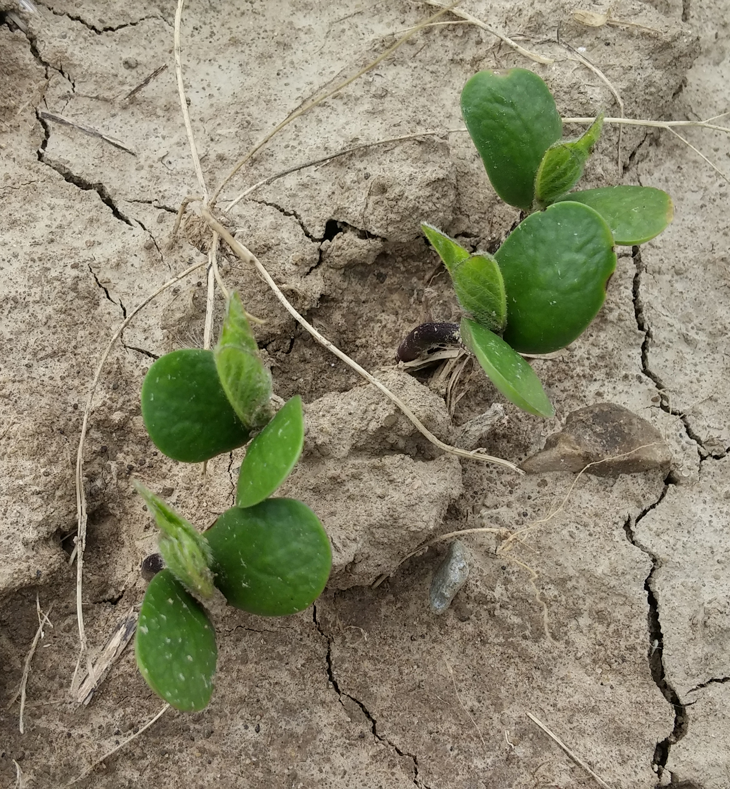 Seedlings with base seed treatment + pre-emergence herbicide treatment.