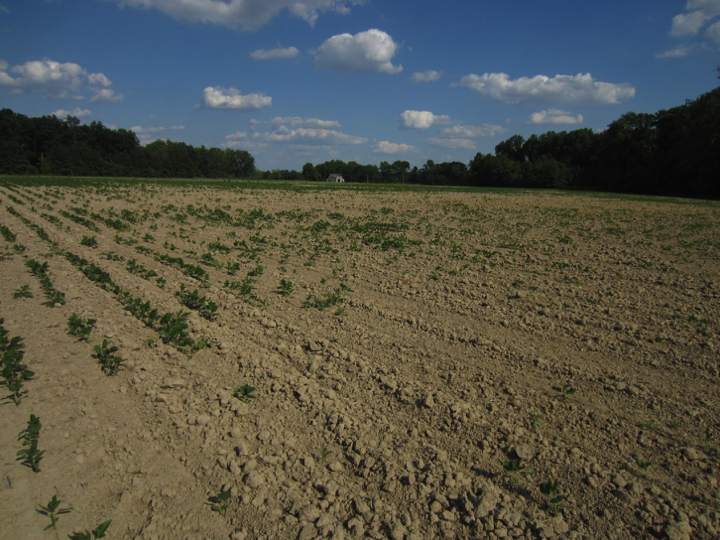 Figure 1. Spotty stand of soybeans due to cloddy seedbed conditions followed by limited rainfall to make up for the poor seed-to-soil contact.