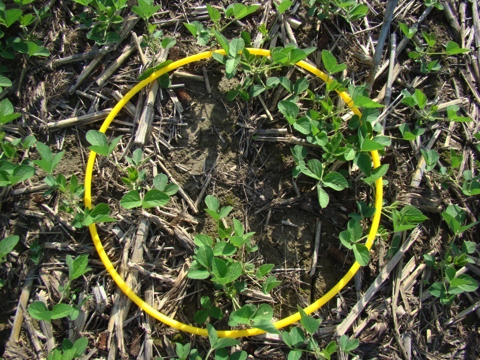 Figure 3. Hula hoop method determined stand of 90,000 plants/acre. No replant needed.