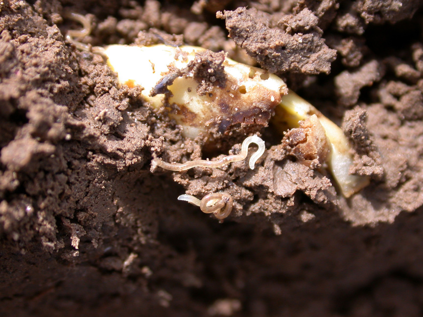 Potworms doing cleanup around a rotted seed.