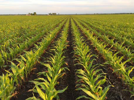 Yellow-green and stunted corn with significant death of the lower leaves.