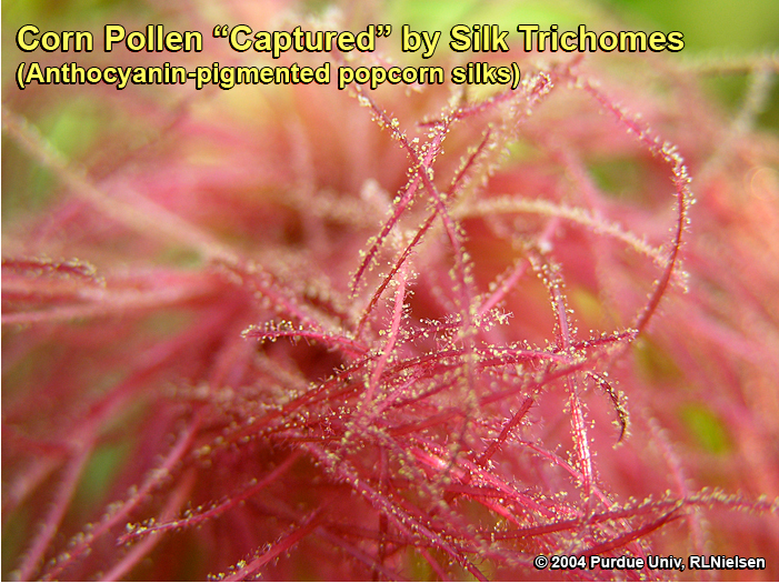 Pollen captured by silk trichomes on a popcorn hybrid with anthocyanin-pigmented silks.