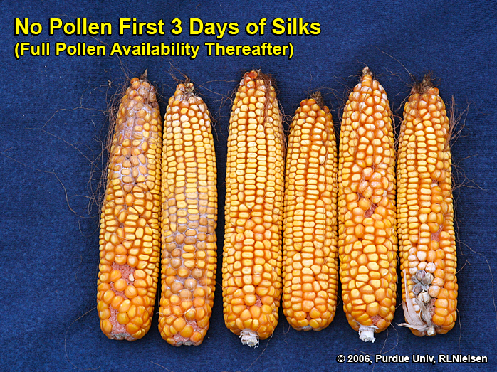 Kernel set on ears where pollination was prevented for 3 days after first silk emergence, then allowed to proceed without interference.