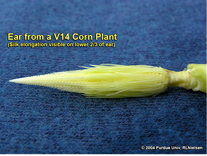 Silk elongation on the lower 2/3 of a V14 ear, about 4 days after V12; 6 to 10 days begore silk emergence.