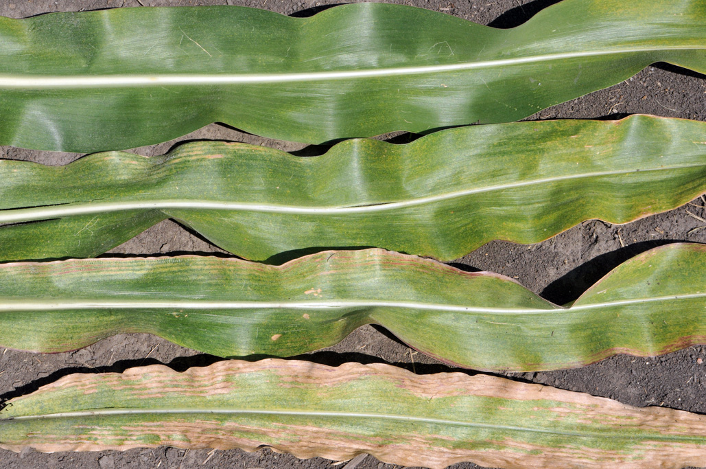 Levels of spider mite damage to corn leaves.