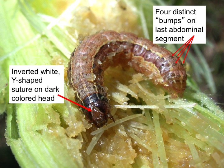 Fall armyworm caterpillar labeled to show diagnostic features.
