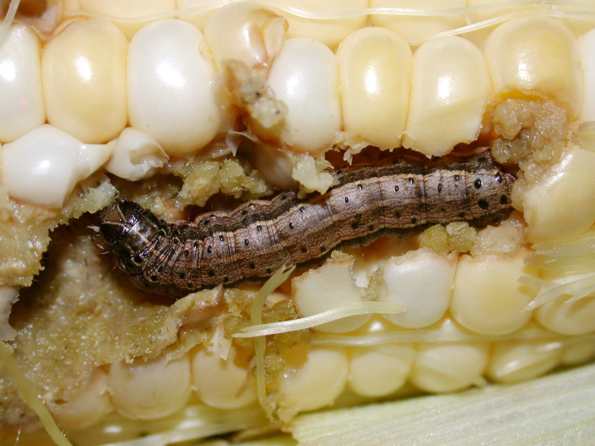 Fall armyworm feeding on kernels.