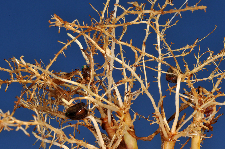 Corn seedling roots damaged by needle nematodes.