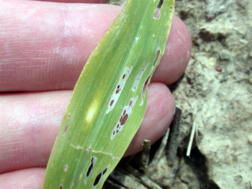 Slug feeding scars on corn leaf.