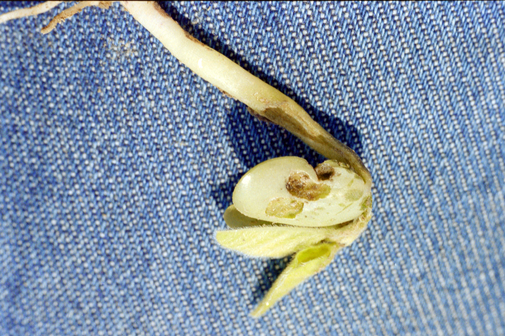 Slug damage to soybean seedling.
