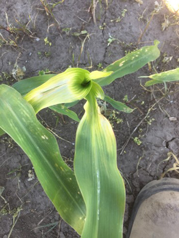 Clethodim on corn. 
     