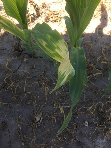 Group 27 on corn. 
     