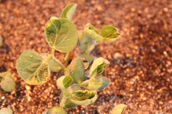 Group 15 injury on soybean. 
     