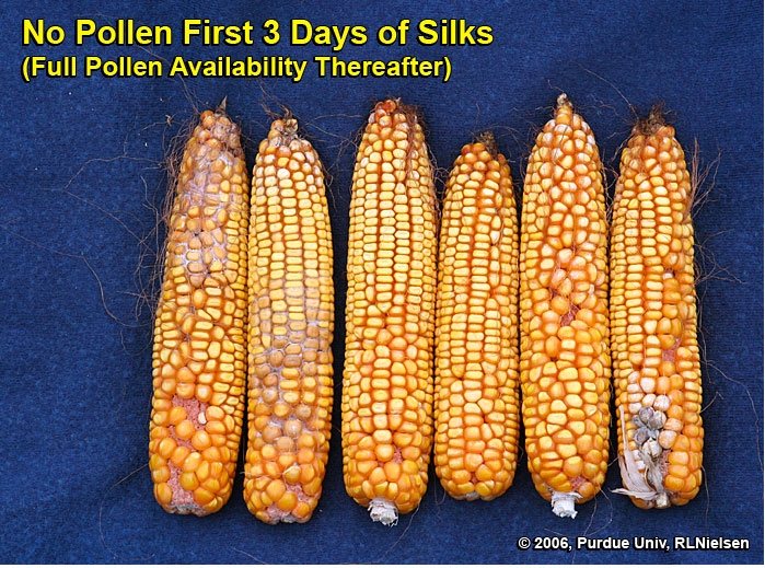 Kernel set on ears where pollination was prevented for 3 days after first silk emergence, then allowed to proceed without interference. 
     