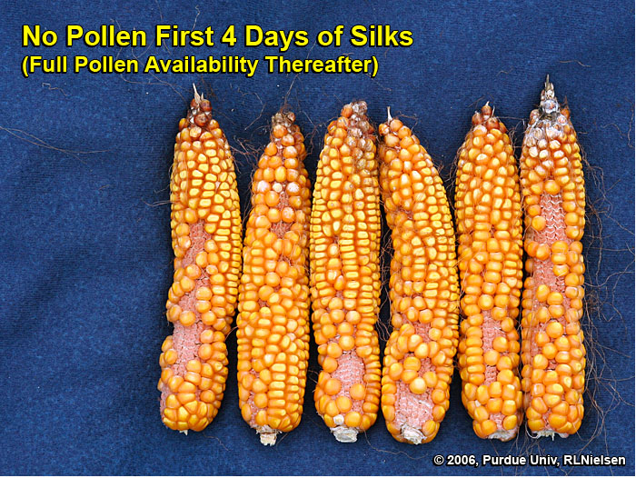 Kernel set on ears where pollination was prevented for 4 days after first silk emergence, then allowed to proceed without interference. 
     