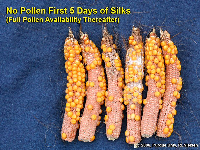 Kernel set on ears where pollination was prevented for 5 days after first silk emergence, then allowed to proceed without interference. 
     