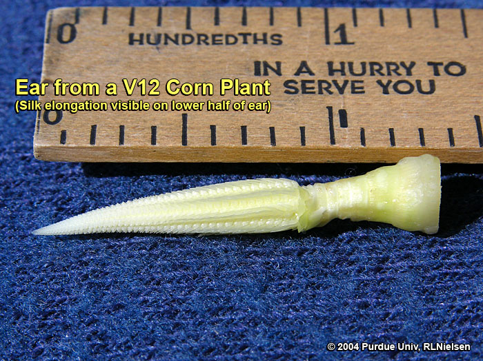 Silk elongation on the lower half of a V12 ear shoot; 10 to 14 days before silk emergence. 
     