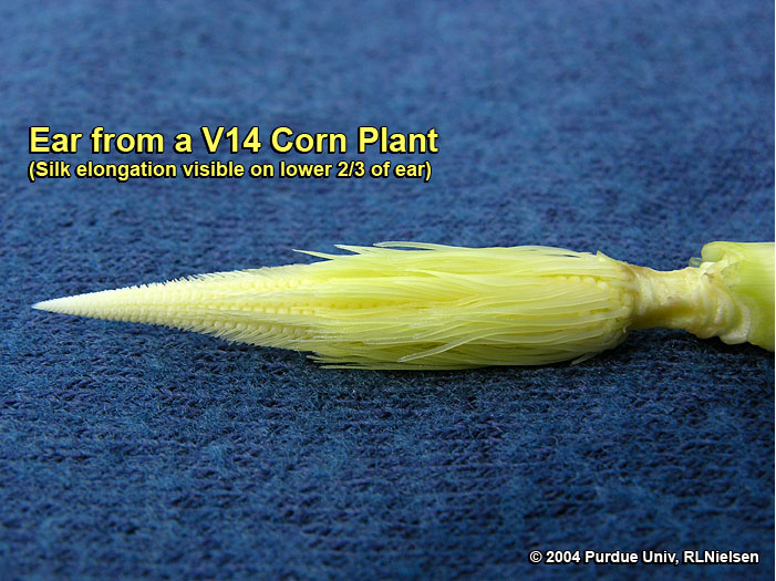 Silk elongation on the lower 2/3 of a V14 ear, about 4 days after V12; 6 to 10 days before silk emergence. 
     