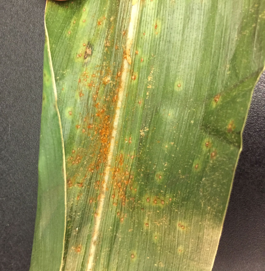 Southern corn rust; orange spore pustules on top of corn leaf.  (Photo Credit: Tom Creswell). 
     