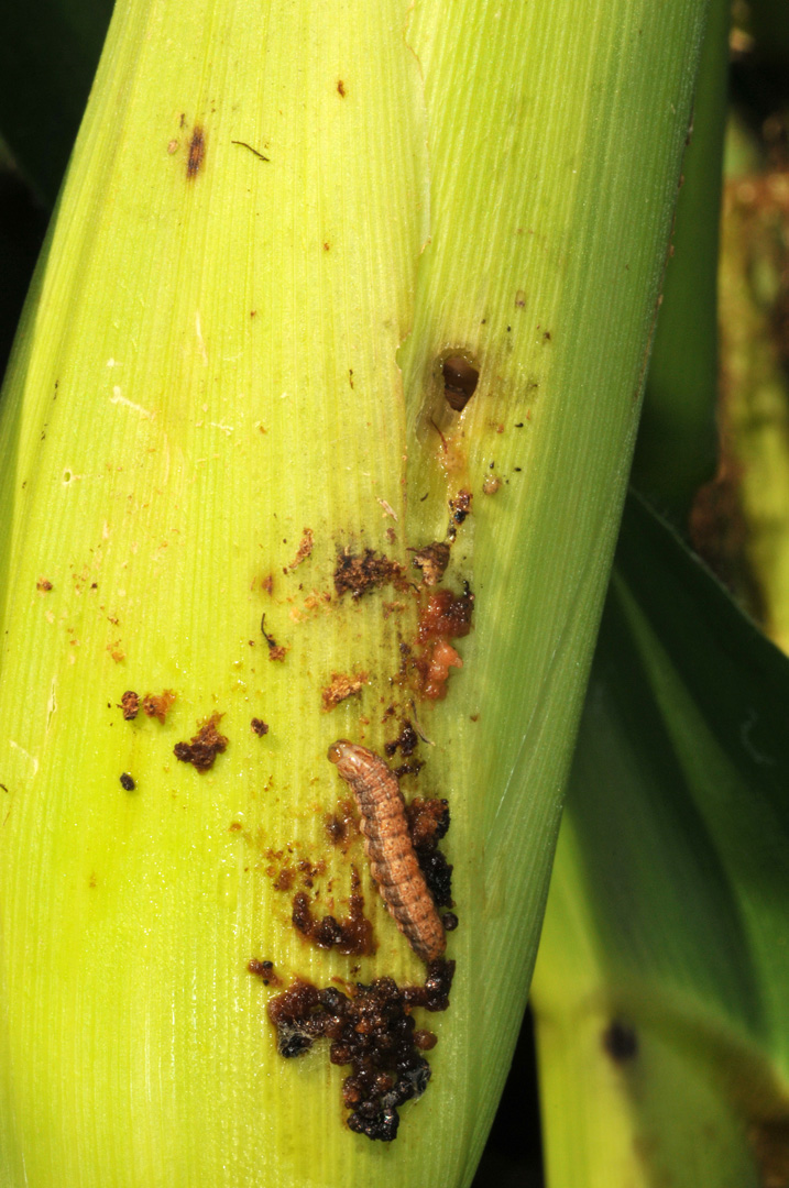 WBC larva outside the ear and exit hole. 
     