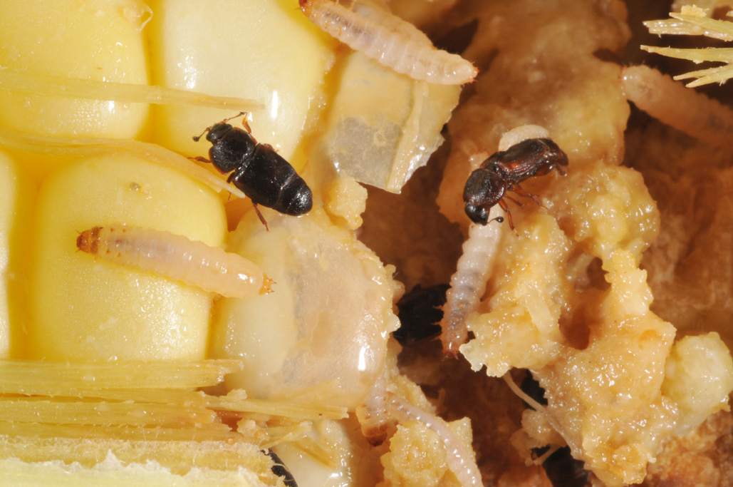 Sap beetles and their larvae feeding on kernel goo. 
     