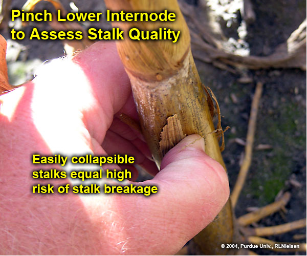 Pinch lower internode to assess stalk quality. 