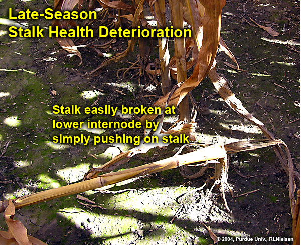 Late-season stalk health deterioration. 