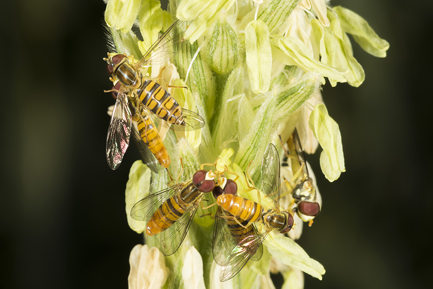 Hover flies gathered on expended anthers of the tassel. 
     