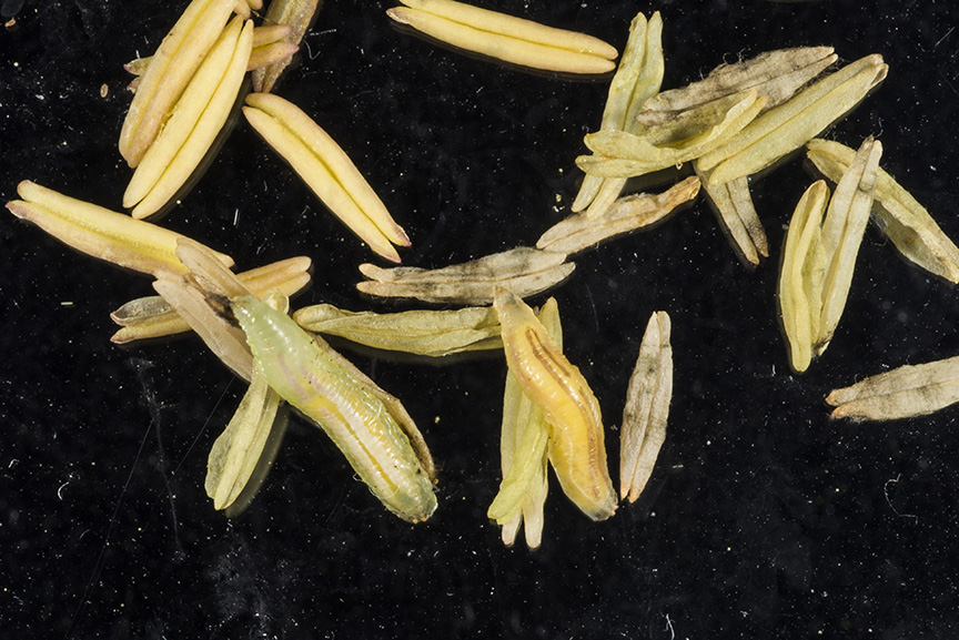 Syrpid larvae (maggots) on corn anthers. 
     