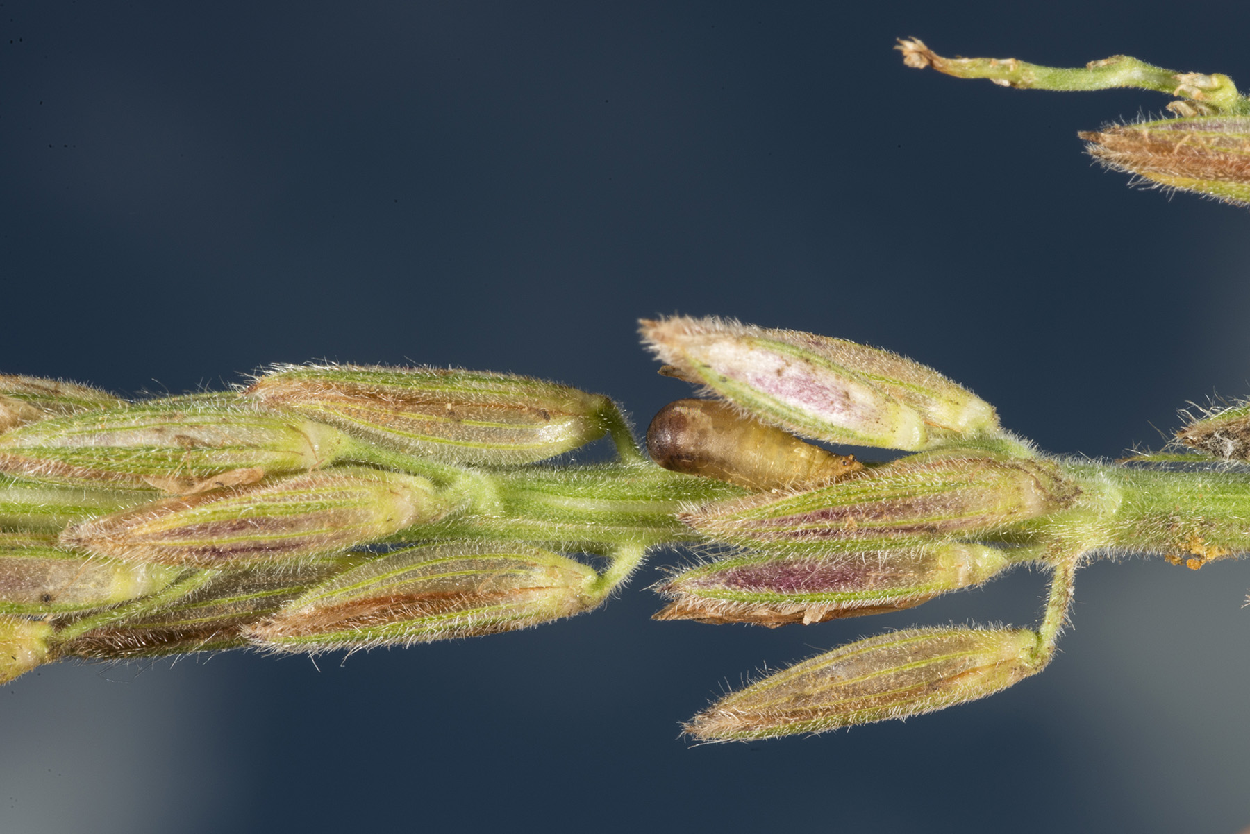 Syrphid pupa hidden among anthers of the tassel. 
     