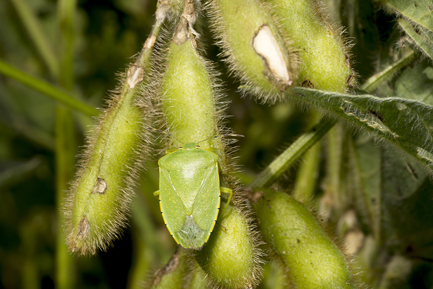 Green stink bug feeding on pod, also present is pod damage from bean leaf beetle. 
     